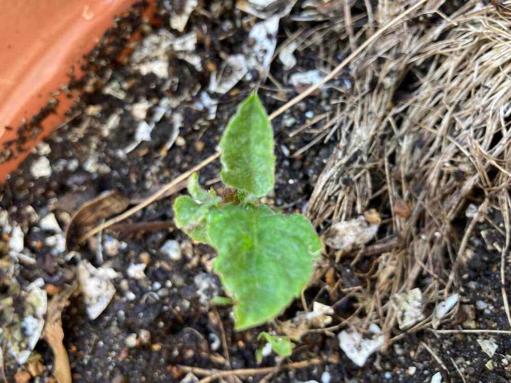 プランターに植え替えて本葉が出たビワ