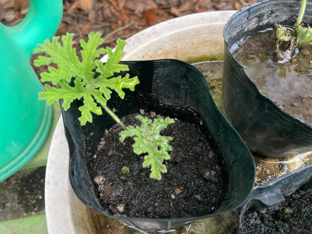 グラグラするローズゼラニウムの挿し芽