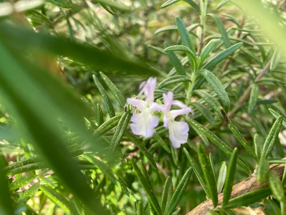 ローズマリーの花