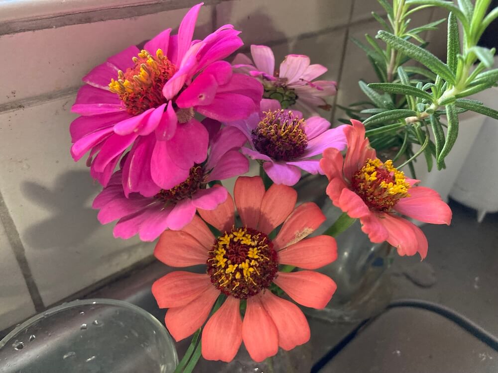 ジニアの花たち