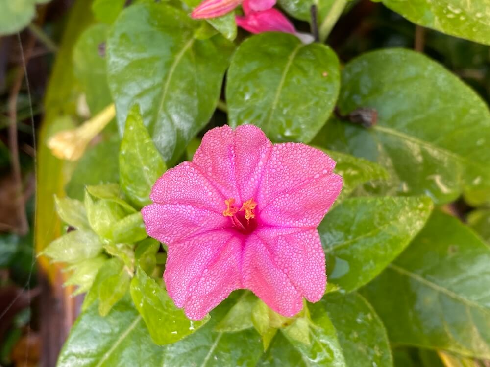 ピンクのオシロイバナ