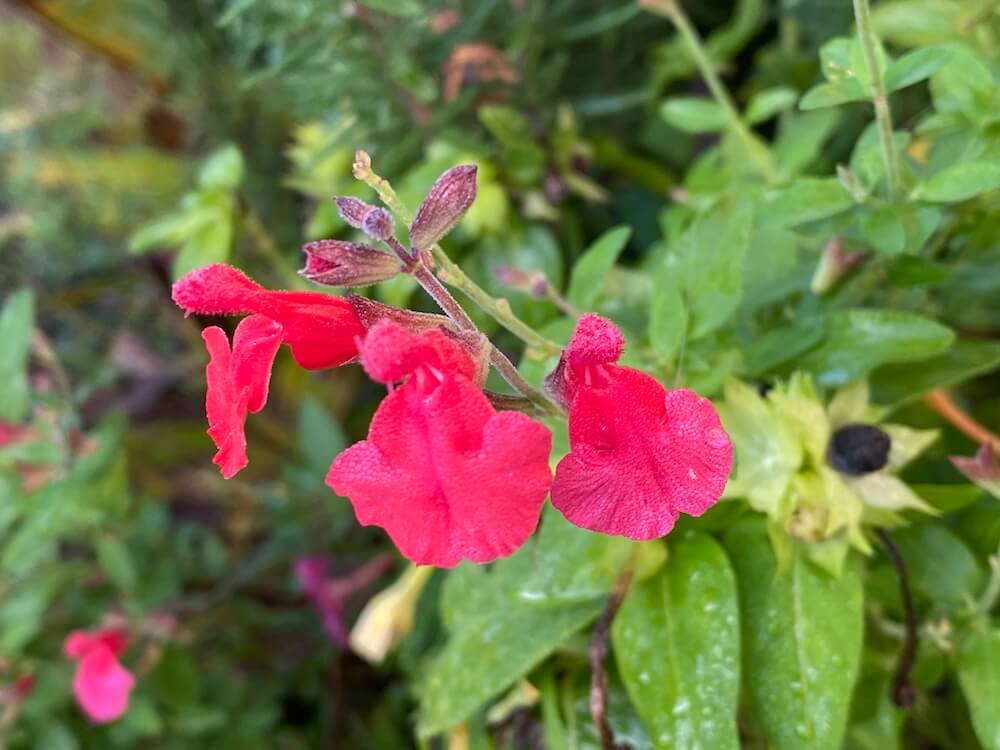 チェリーセージ