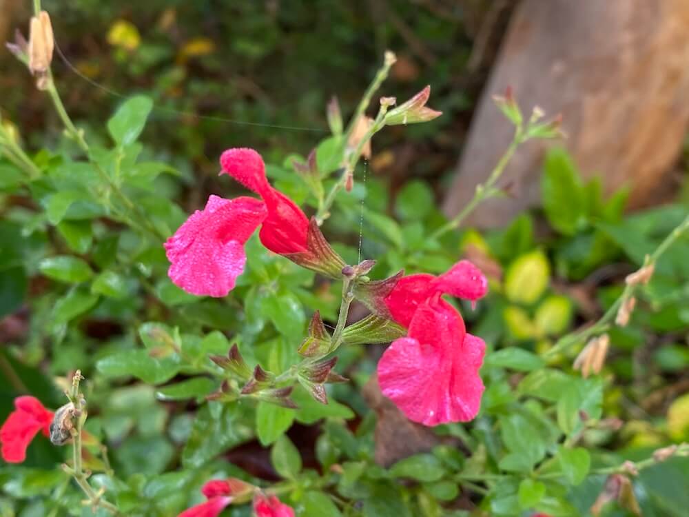 チェリーセージの花