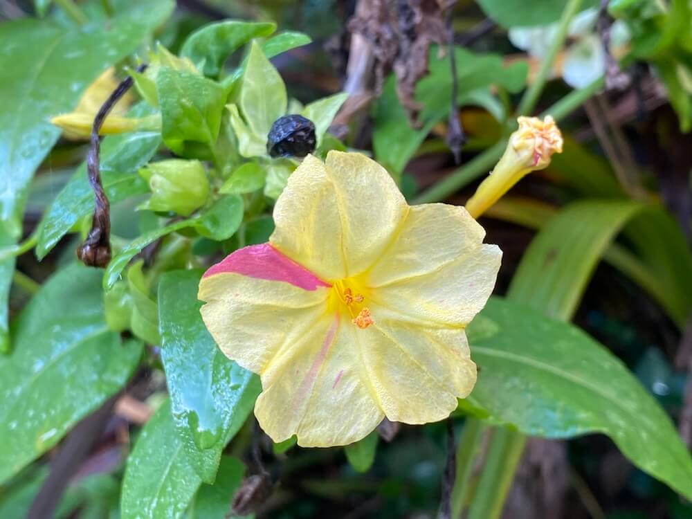 オシロイバナも綺麗