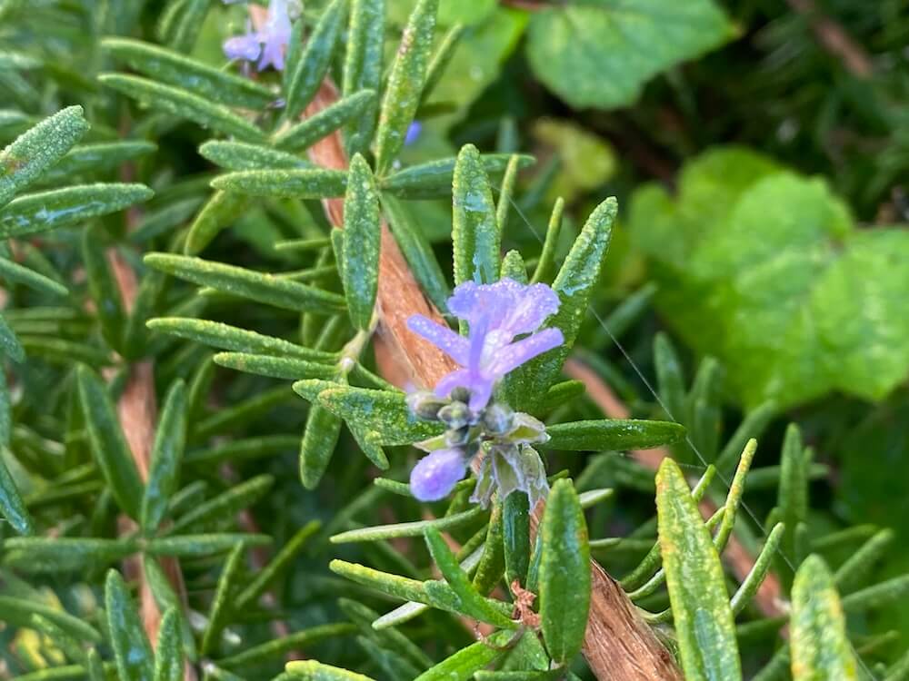 ローズマリーの花