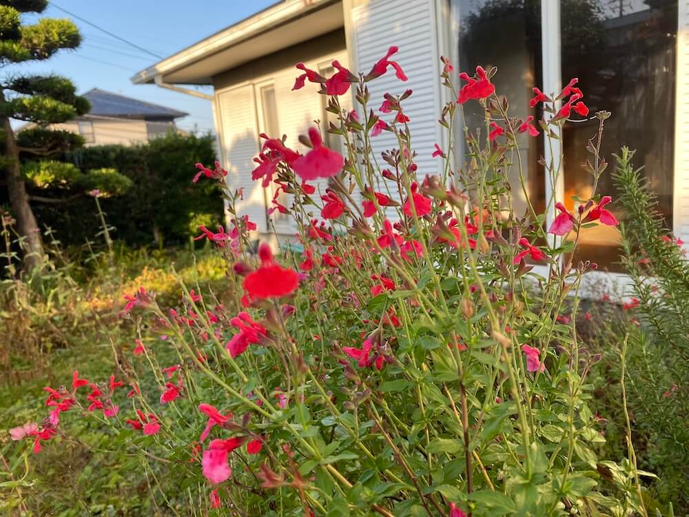 チェリーセージが綺麗