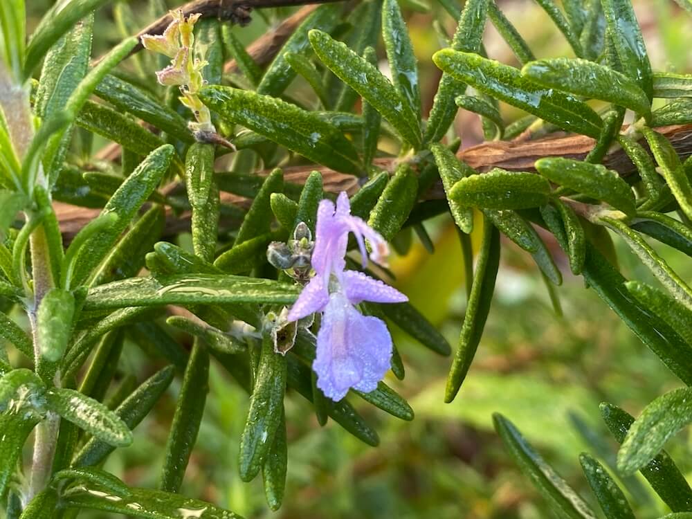 可愛いローズマリーの花
