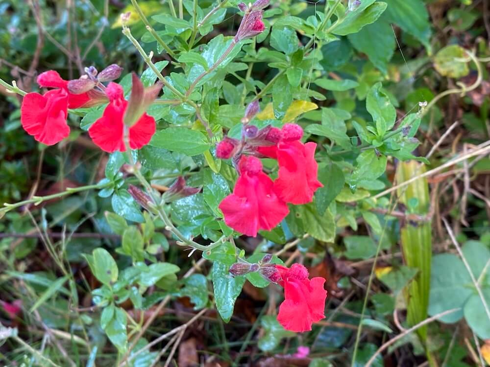 チェリーセージが綺麗