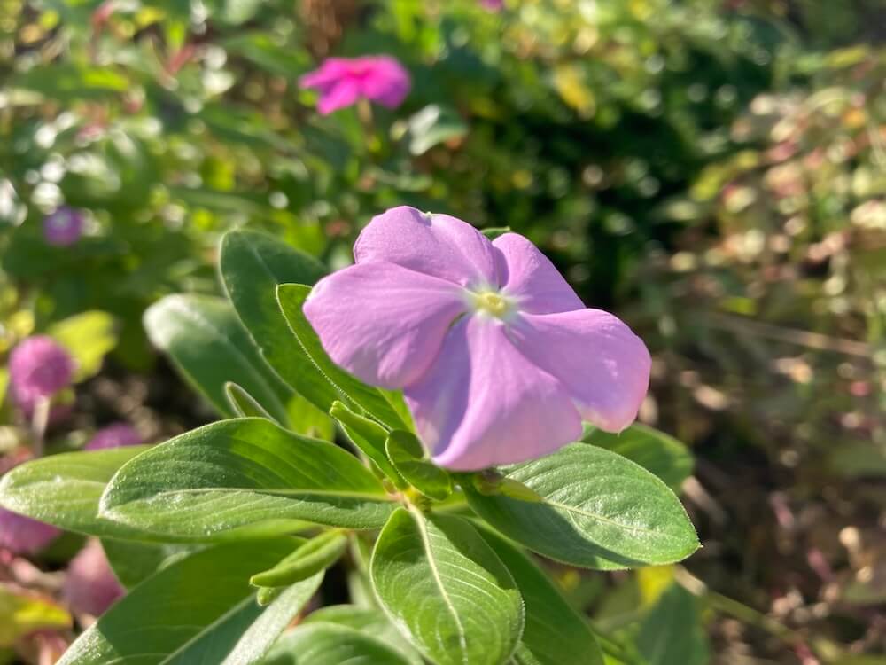 ピンクのニチニチソウの花