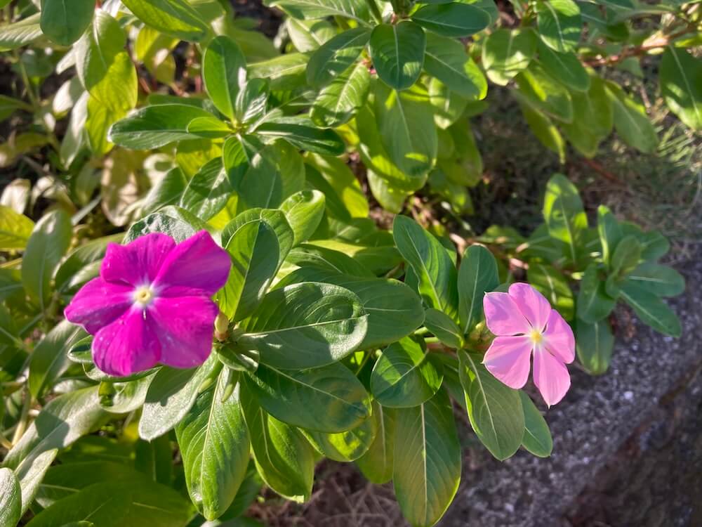 濃いピンクと薄いピンクのニチニチソウの花