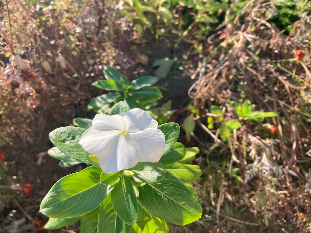 白い日々草の花