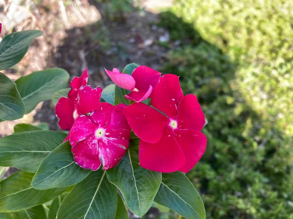 赤い日々草の花