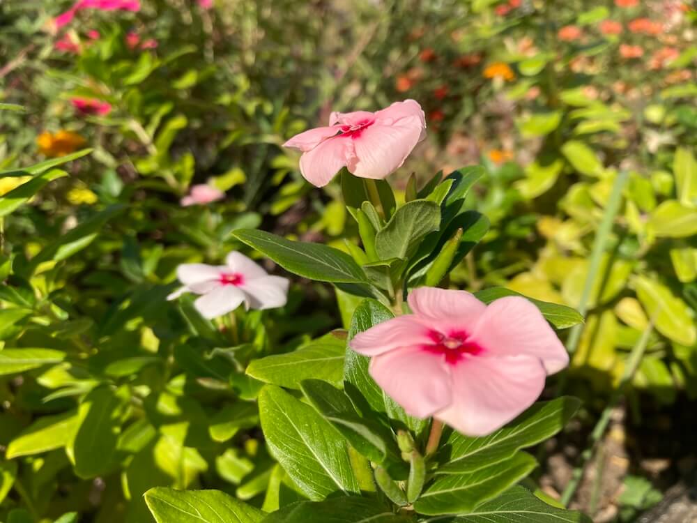 薄いピンクのニチニチソウのかわいい花たち