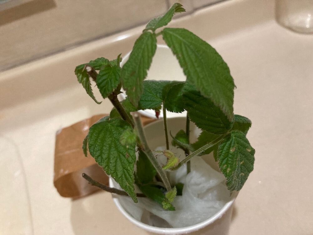 野いちごの苗実験