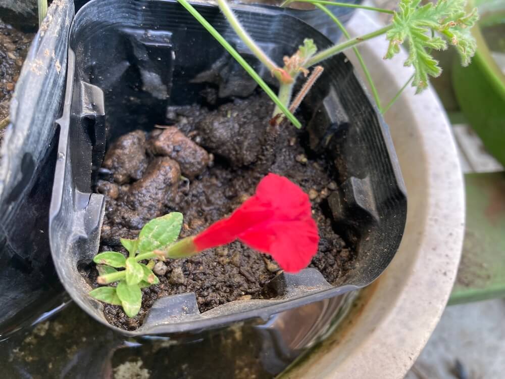 花が咲いたチェリーセージの挿し芽