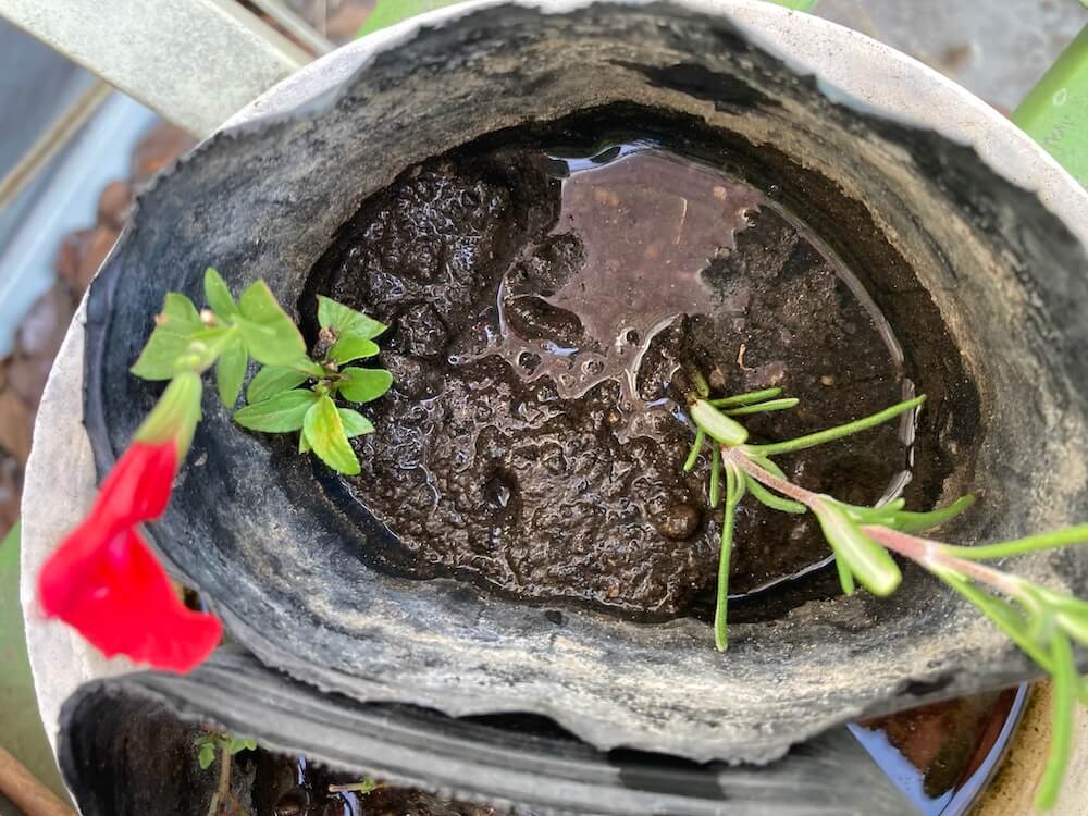 花が咲くチェリーセージの挿し芽