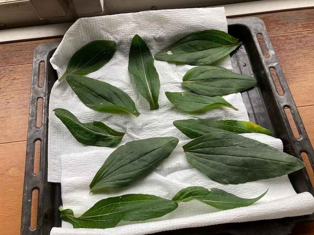 エキナセアのドライハーブ作り