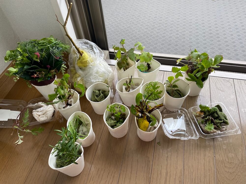 那覇のマンションで待機中のハーブや野草の苗達