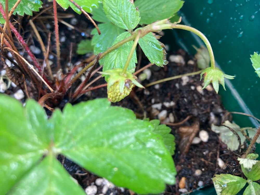 実ができているワイルドストロベリー