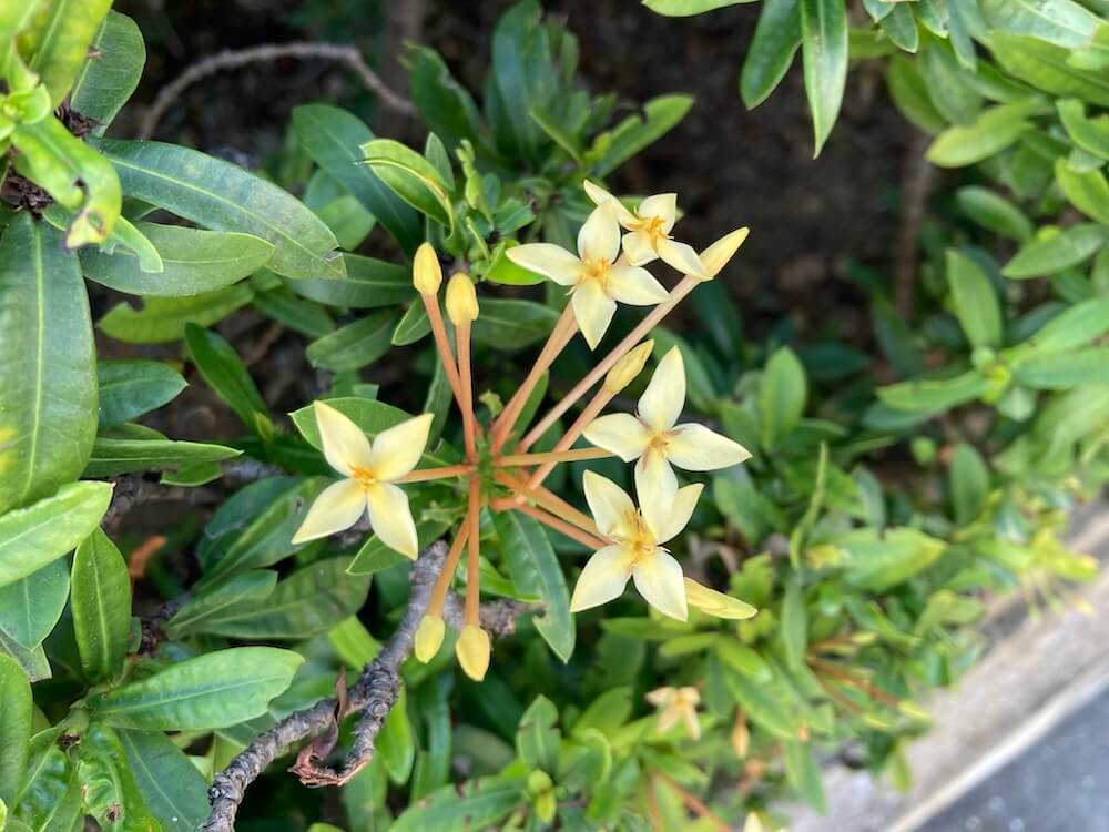 クリーム色のサンタンカの花