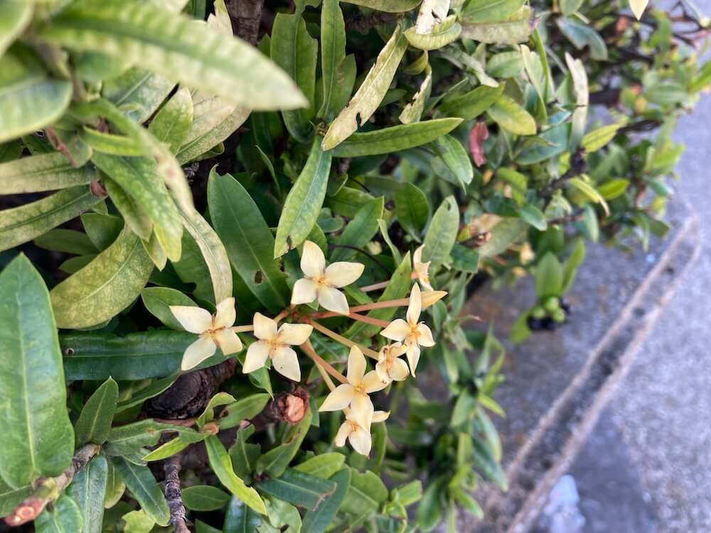 クリーム色のサンタンカの花