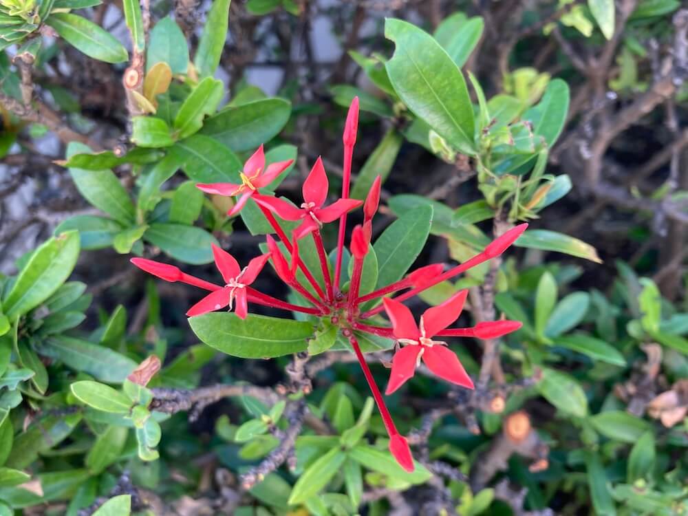 赤いサンタンカの花