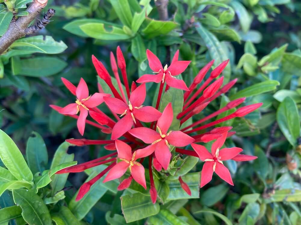赤いサンタンカの花もきれい