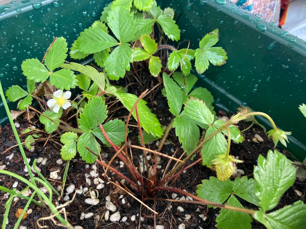 花が咲いたワイルドストロベリー