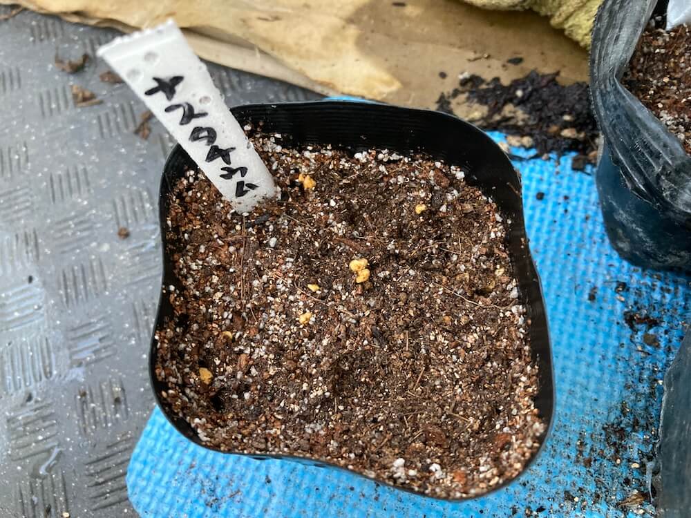ナスタチウムの種まき