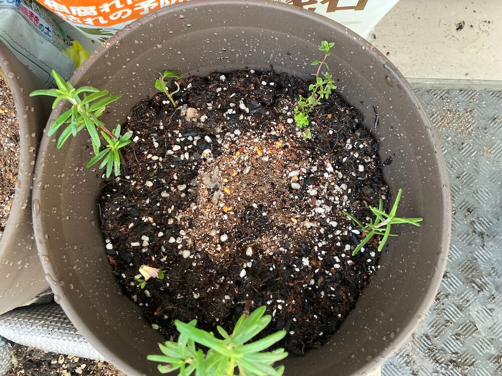 ローズゼラニウムとレモンタイムの寄せ植え