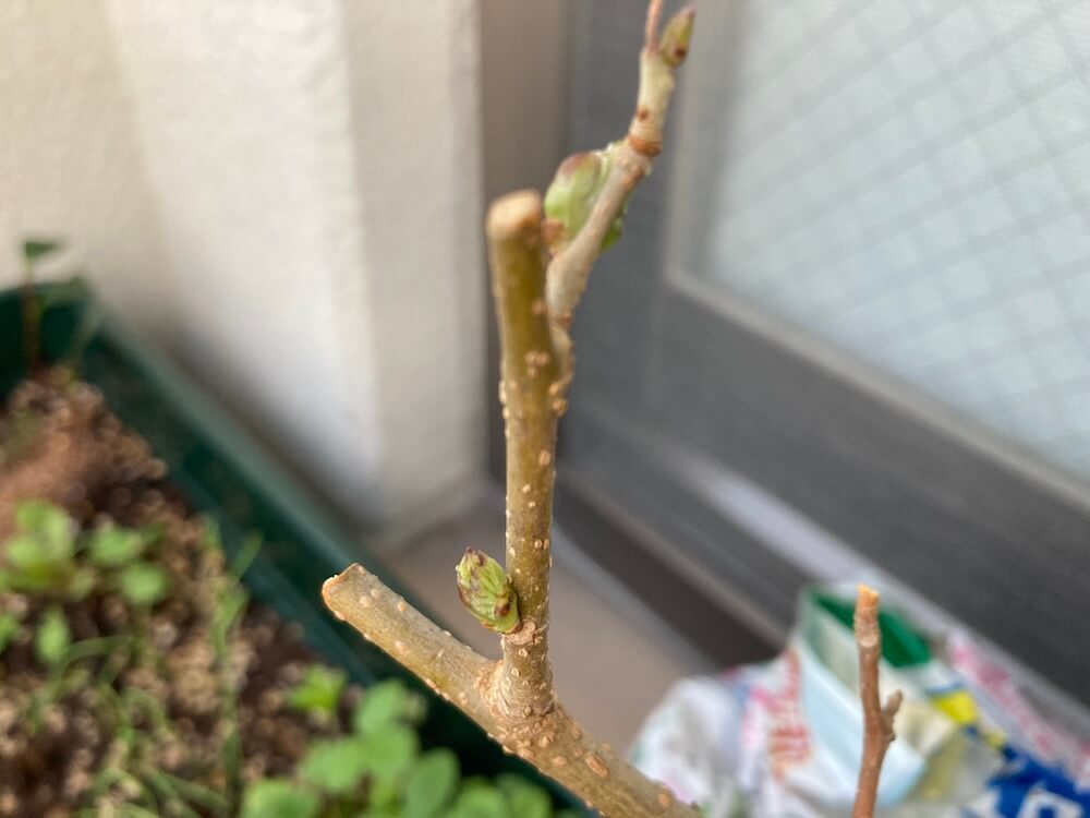 マルベリーの膨らむ新芽