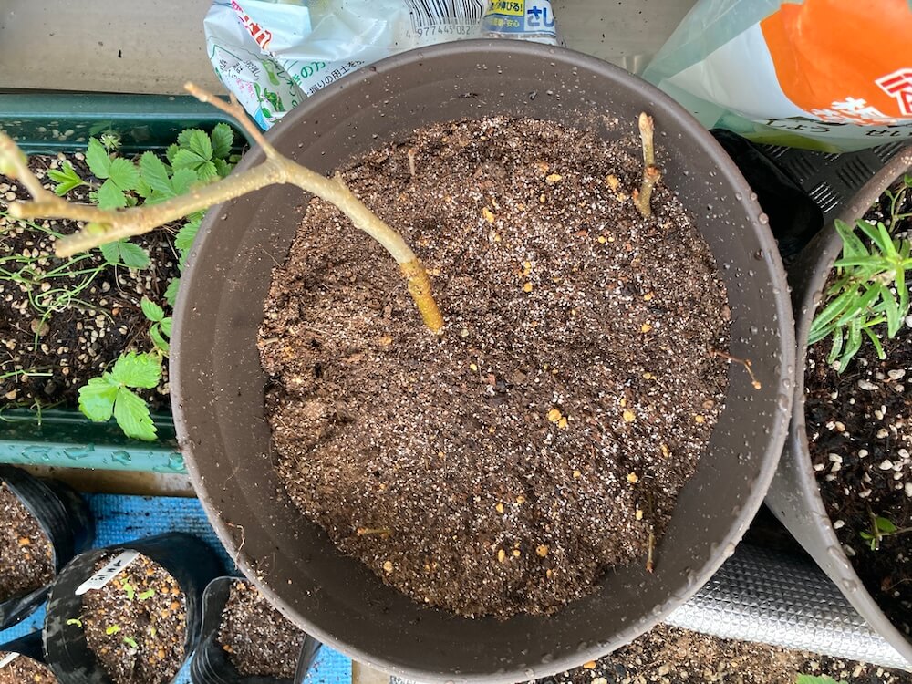 植木鉢に植え替えたマルベリー