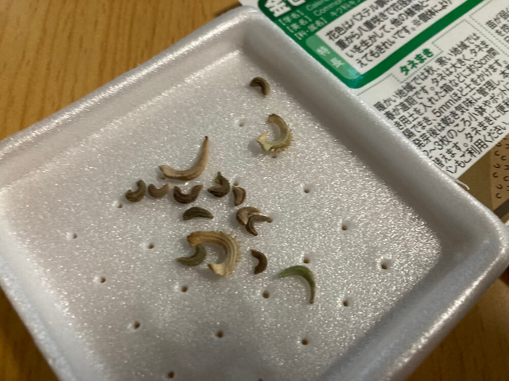 キンセンカの種