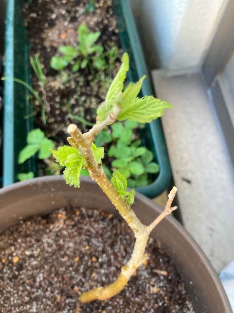 マルベリーの新芽