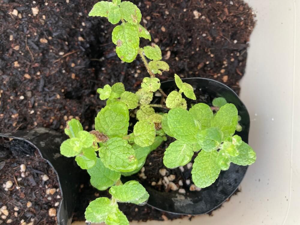 葉っぱが育つアップルミント