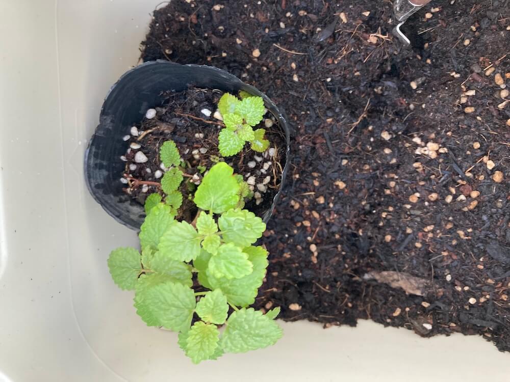 成長する葉っぱが増えたレモンバーム