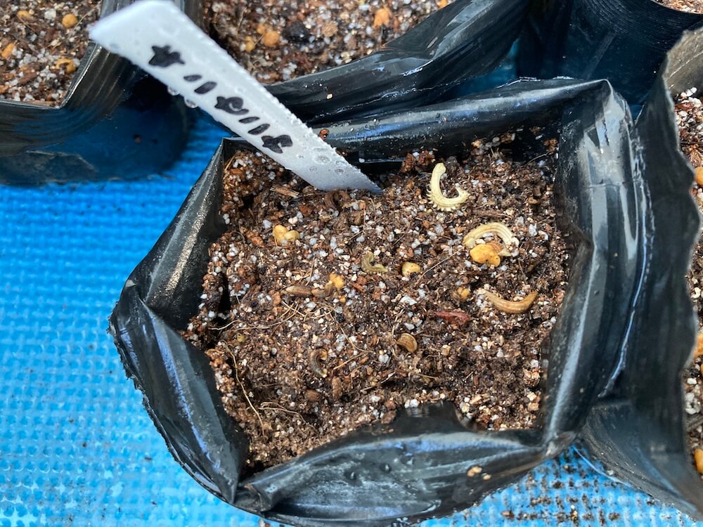 キンセンカの種まき風景