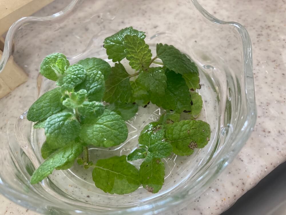 アップルミントとレモンバームをカットして