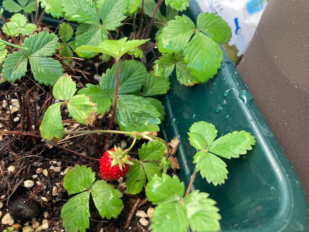 丸々として美味しそうなワイルドストロベリーの果実