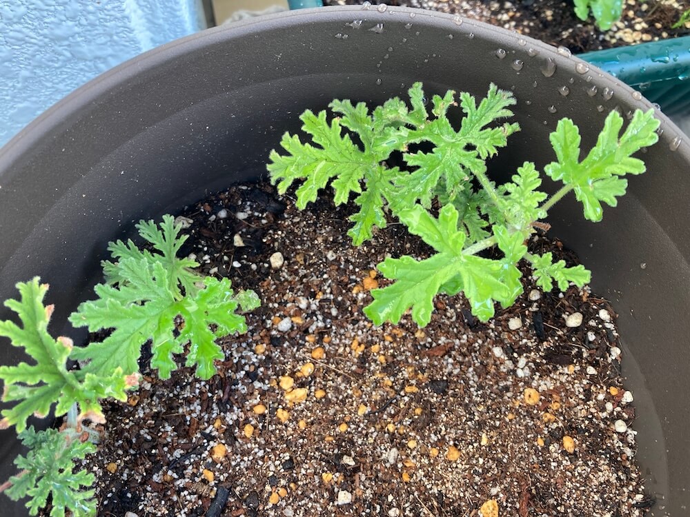 元気の育つローズゼラニウム