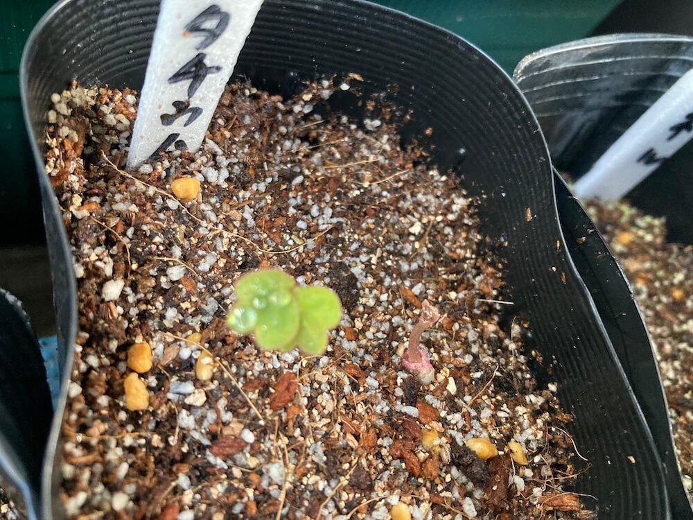 ナスタチウムの発芽