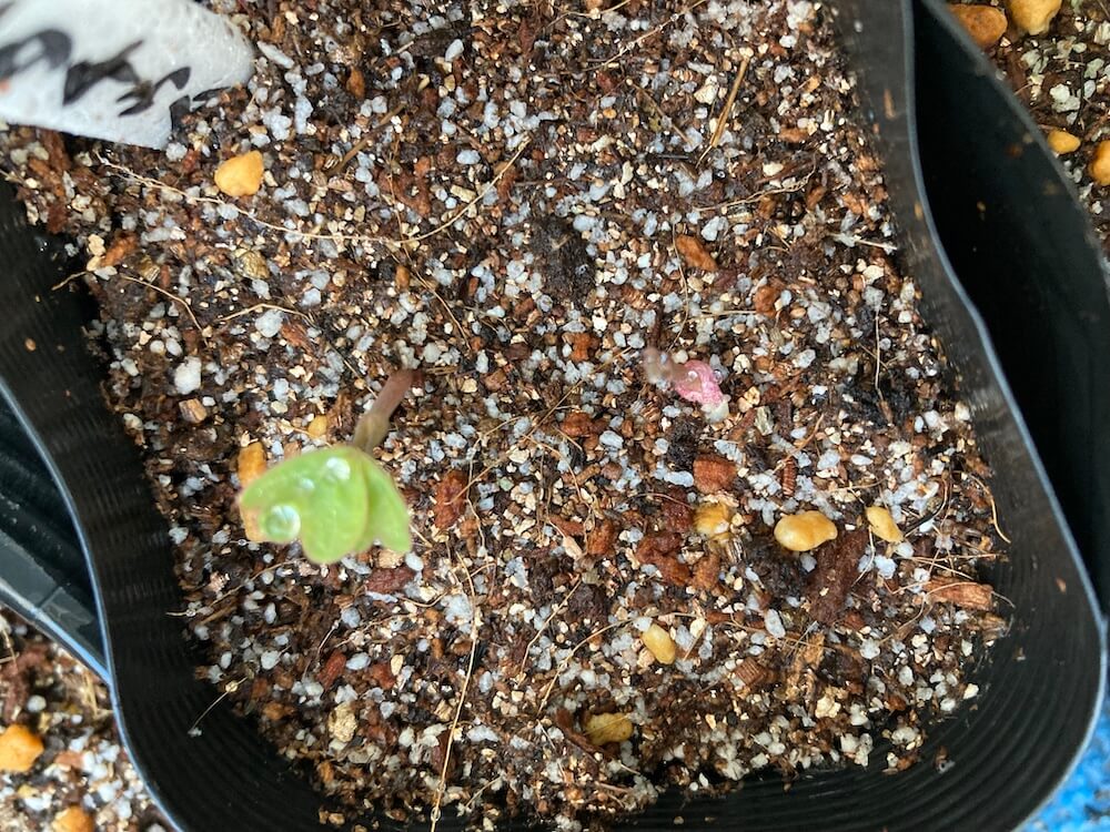 ナスタチウムの芽