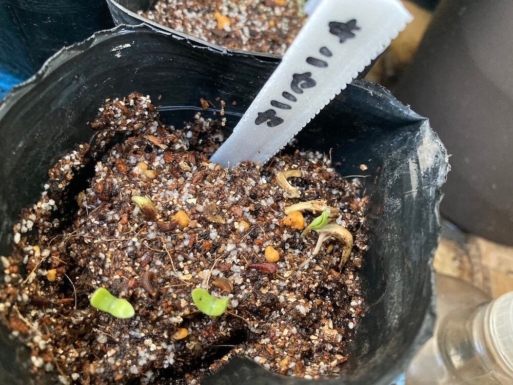 キンセンカの発芽