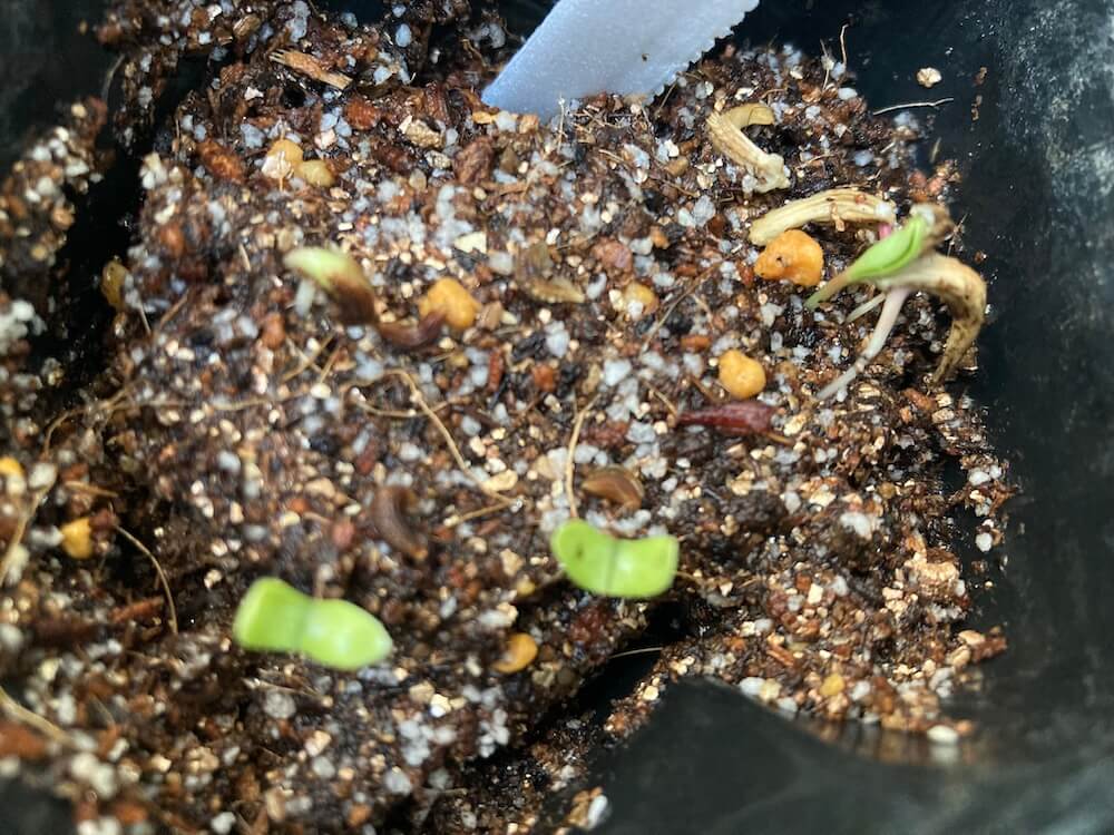 キンセンカの発芽が可愛い