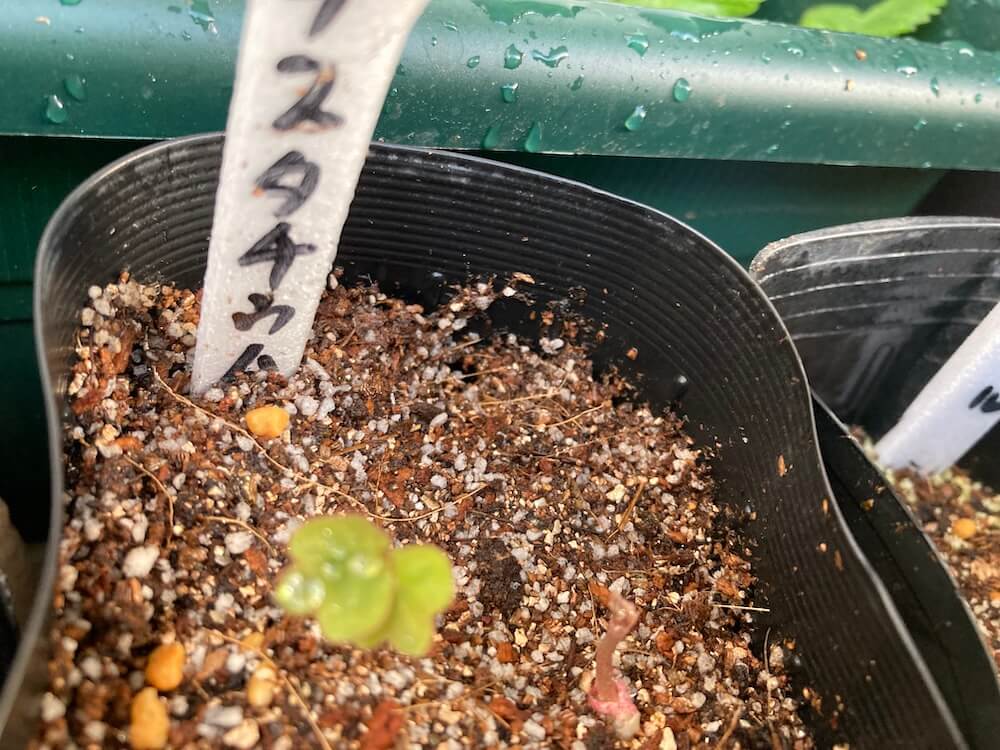 ナスタチウムの発芽