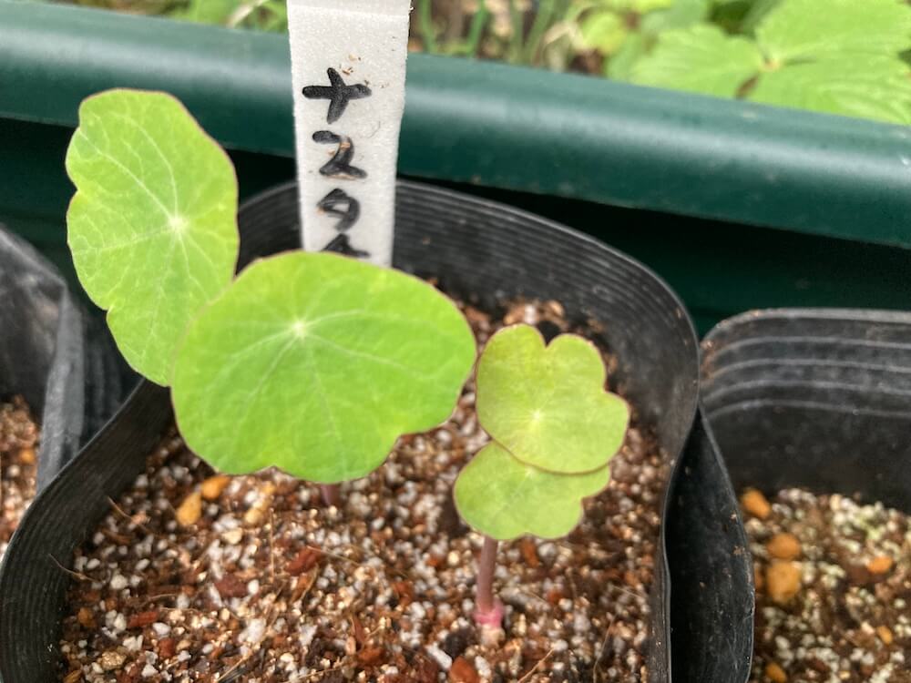 ナスタチウムの葉っぱが育つ