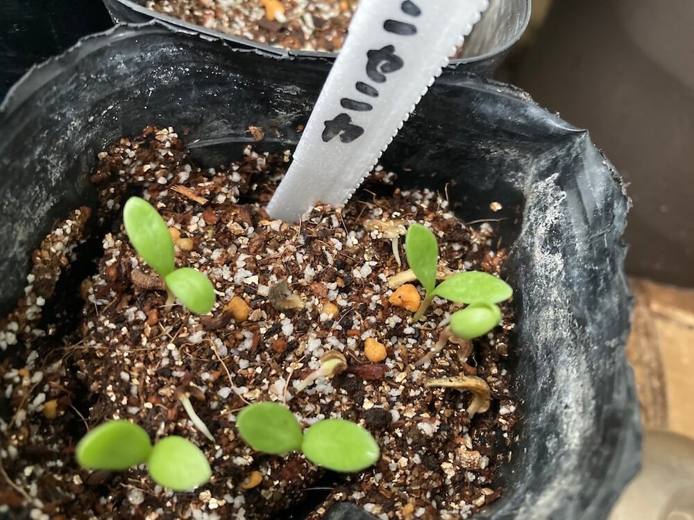 育つキンセンカの芽