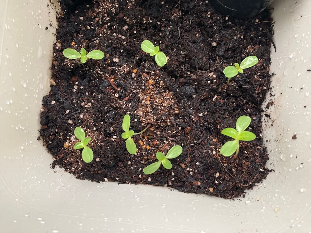 プランターの植え替えたジニアの芽