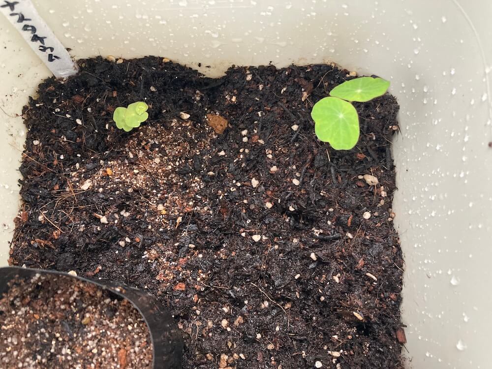 プランターに植え替えたナスタチウム