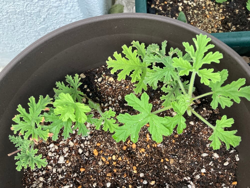 葉っぱも生き生きのローズゼラニウム